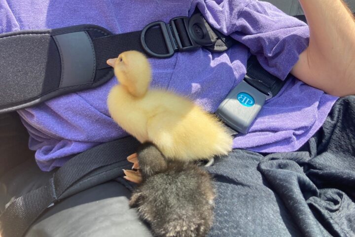 Russell, a person supported by CLGW, with two of the ducklings on his lap.